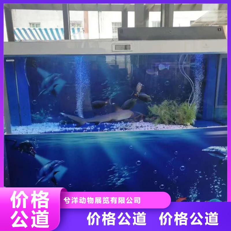 【海洋主题动物表演出租马戏表演正规公司】