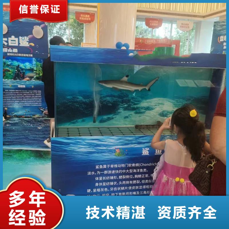 海洋主题动物表演海豚表演专业可靠