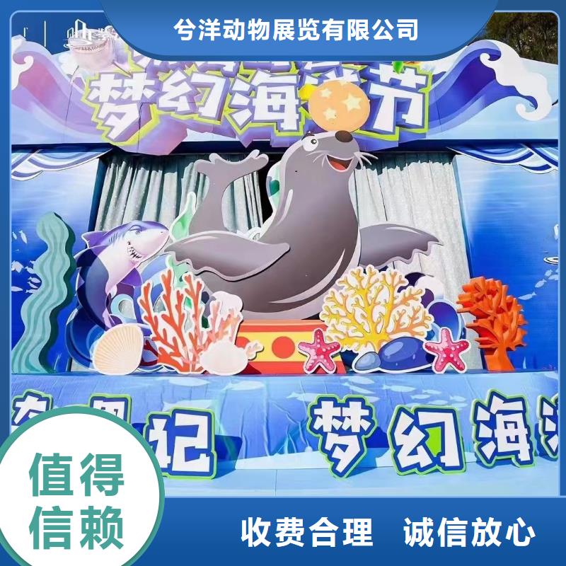 海洋主题动物表演-海狮表演出租案例丰富