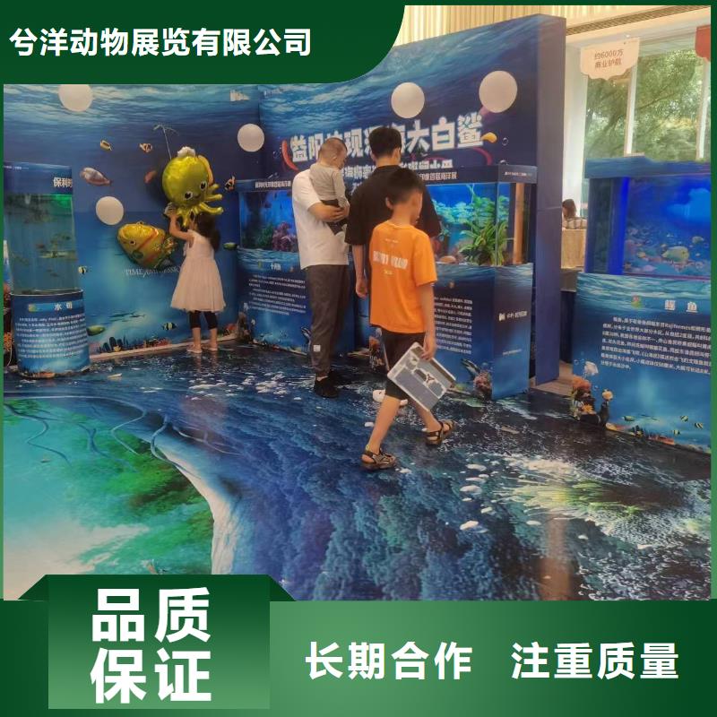 海洋主题动物表演海豚表演正规团队