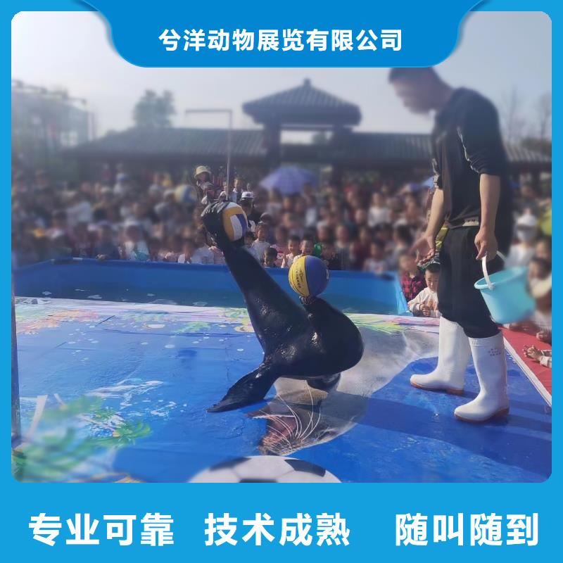 海洋主题动物表演美人鱼表演