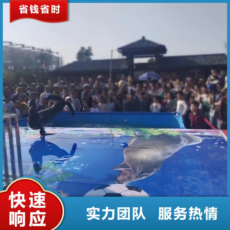 海洋主题动物表演 草泥马羊驼租赁2025公司