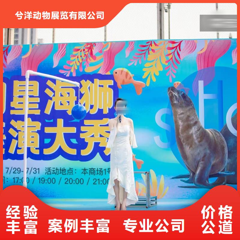 海洋主题动物表演海豚表演正规团队