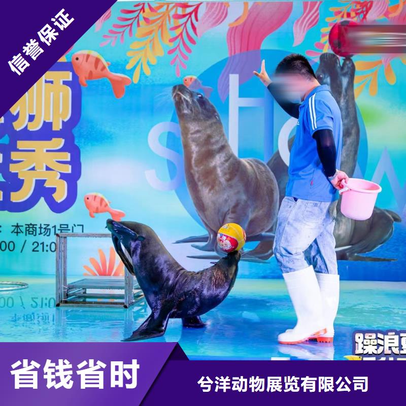 海洋主题动物表演马戏团表演方便快捷