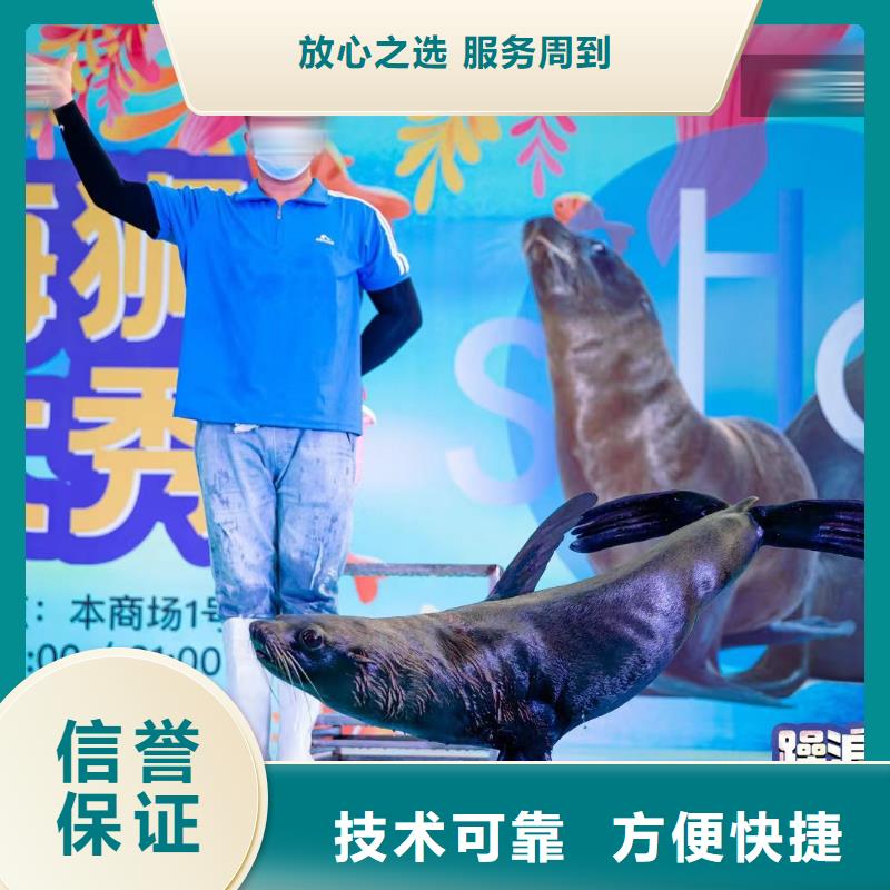 海洋主题动物表演动物杂技表演价格公道