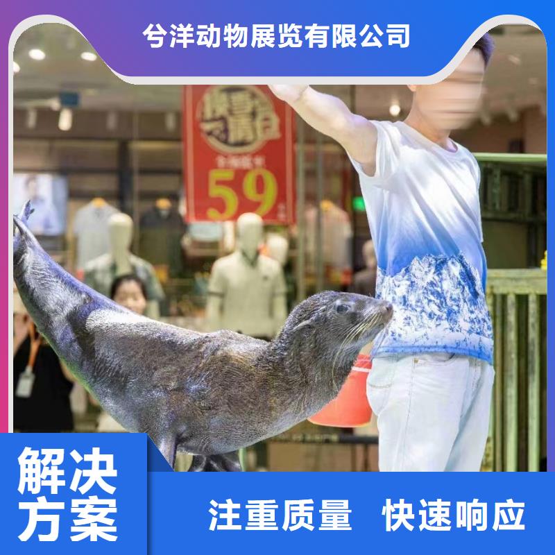 海洋主题动物表演企鹅出租表演多年经验