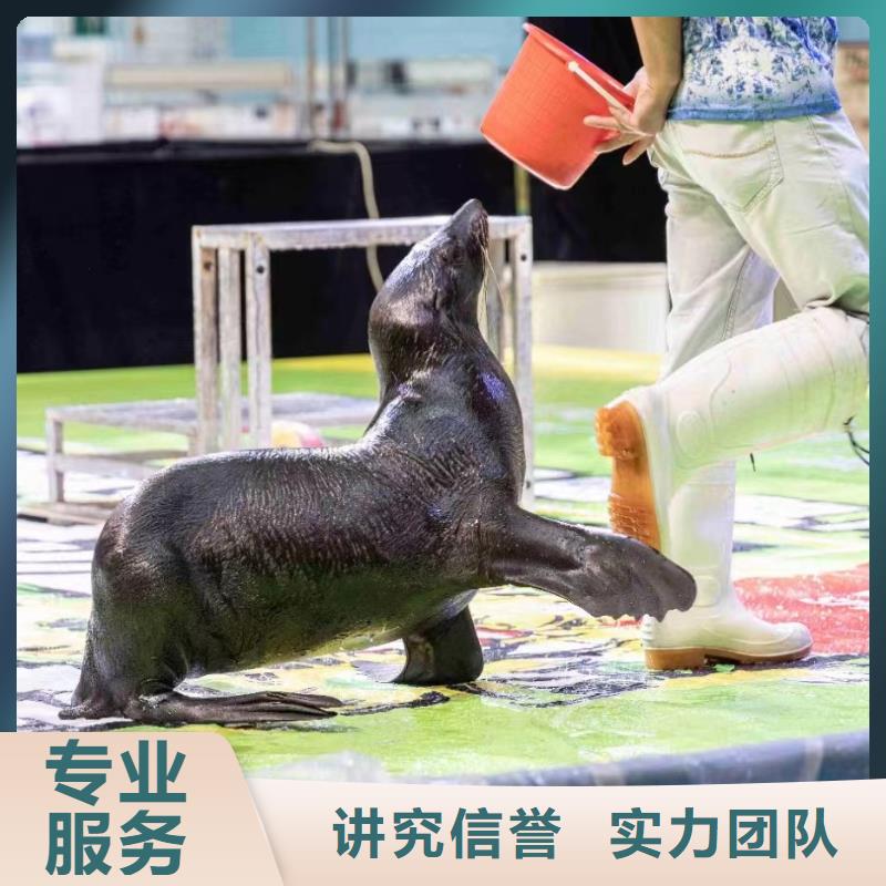 【海洋主题动物表演】_小香猪宠物出租品质优