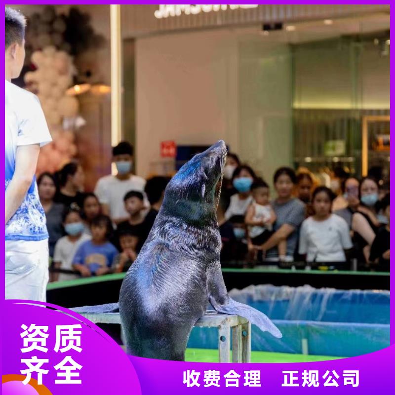 【海洋主题动物表演出租马戏表演正规公司】