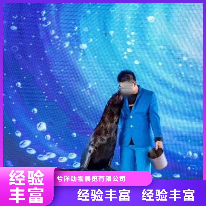 海洋主题动物表演出租羊驼放心之选