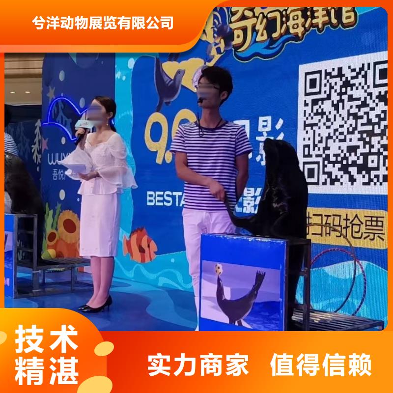 海洋主题动物表演马戏团表演服务周到