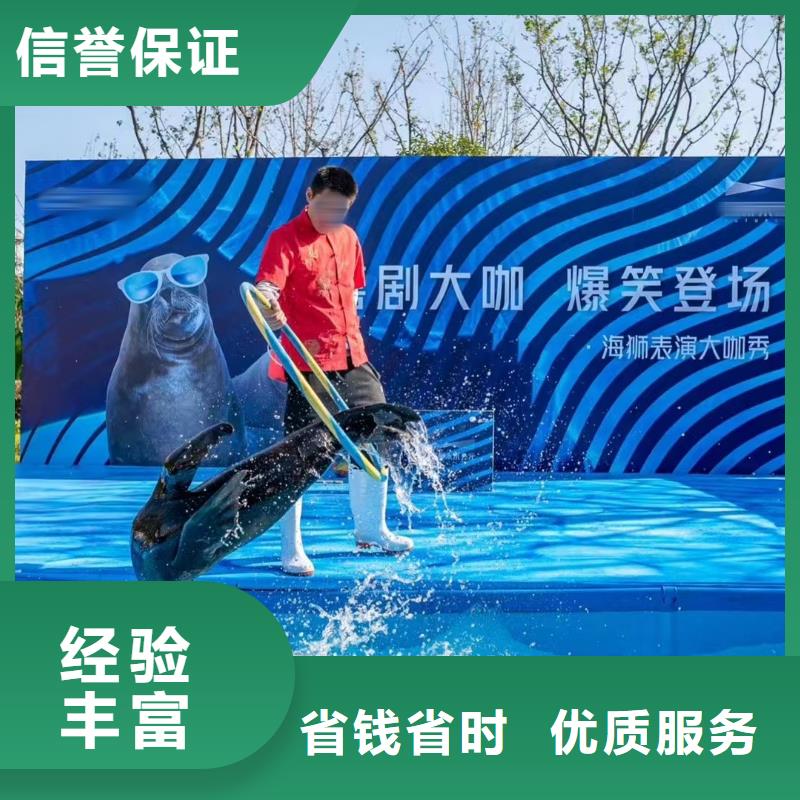 海洋主题动物表演【海狮表演出租】一站式服务