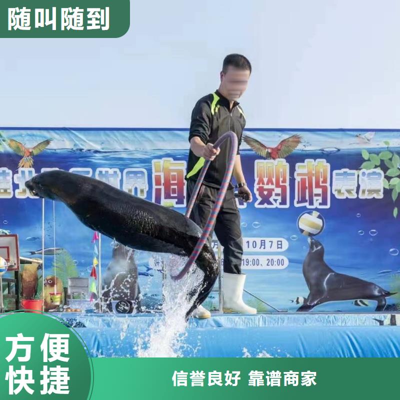 海洋主题动物表演环球飞车表演出租案例丰富