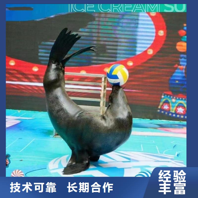 正规团队(兮洋)海洋主题动物表演-鹦鹉表演诚实守信