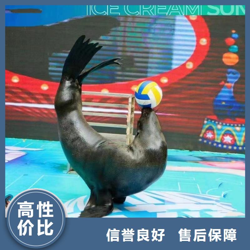 海洋主题动物表演企鹅出租表演精英团队