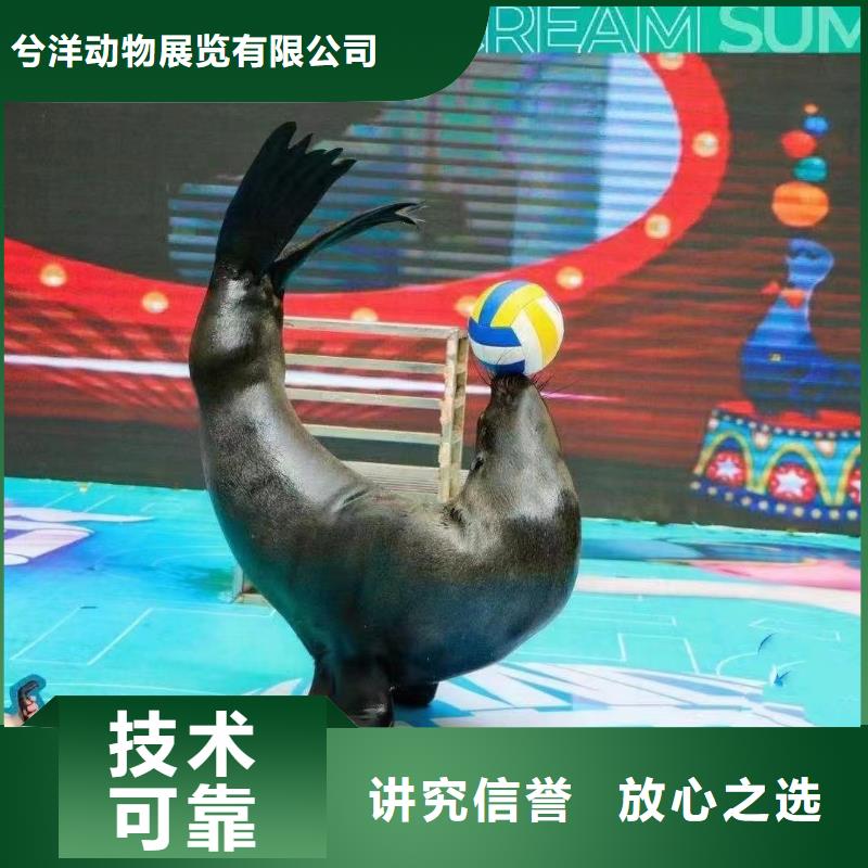【海洋主题动物表演】海狮表演出租一站式服务