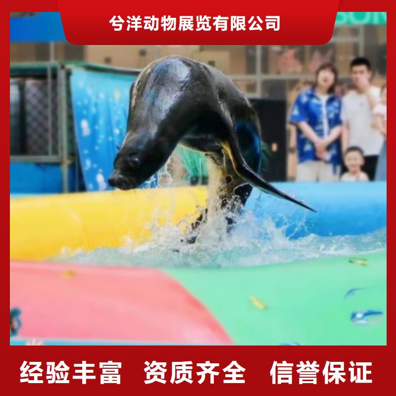 海洋主题动物表演动物展览秀欢迎询价