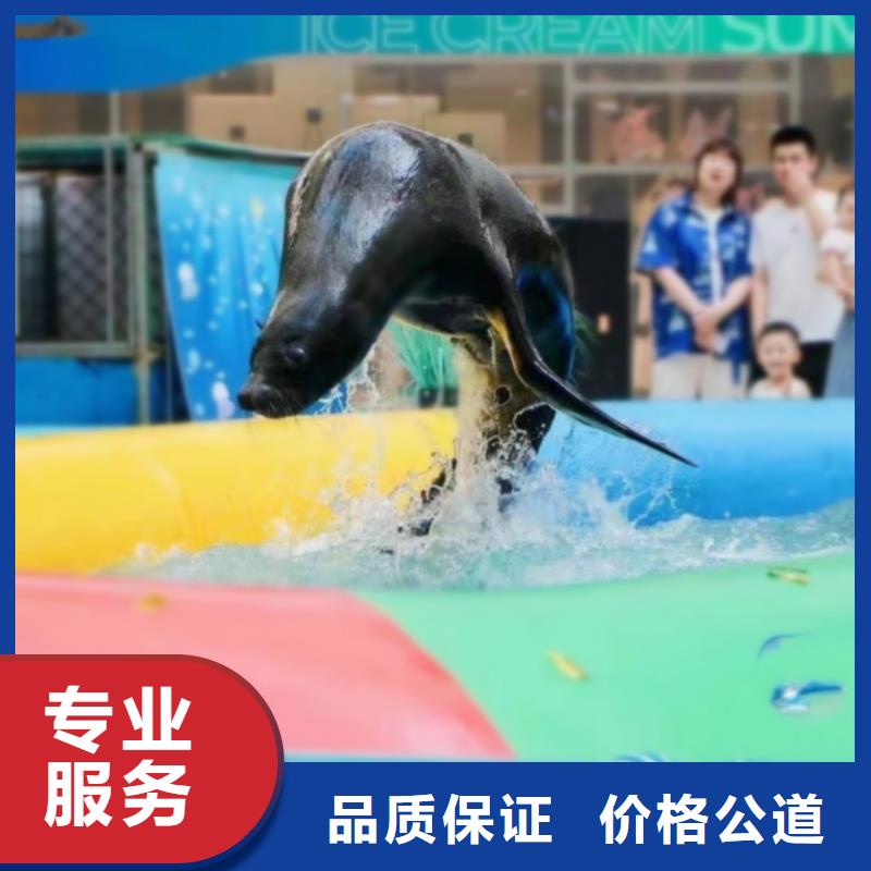 海洋主题动物表演海狮表演出租服务周到
