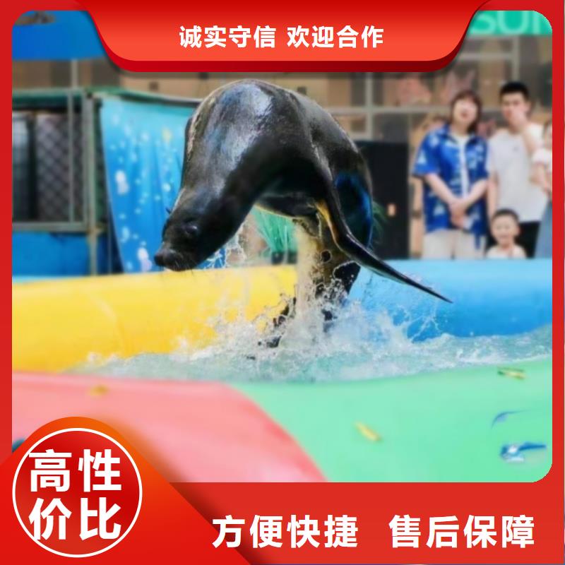 专业团队{兮洋}海洋主题动物表演-海狮表演出租一对一服务