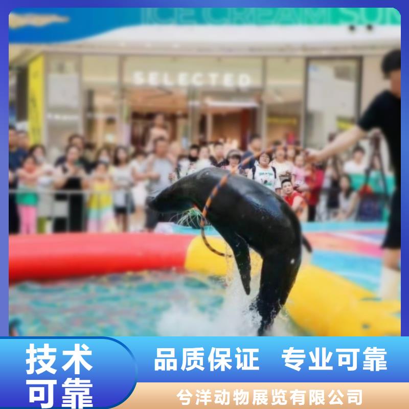 专业团队{兮洋}海洋主题动物表演-海狮表演出租一对一服务