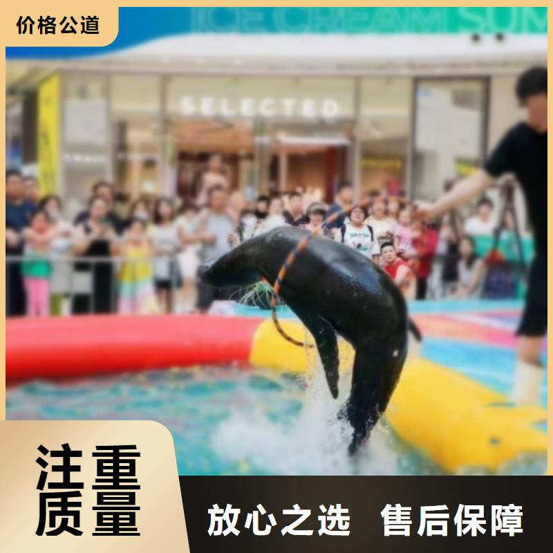 海洋主题动物表演海狮表演出租放心
