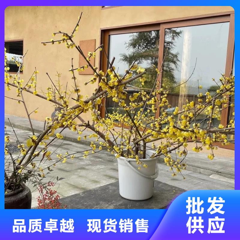 生态稻草漆厂家施工，经验丰富