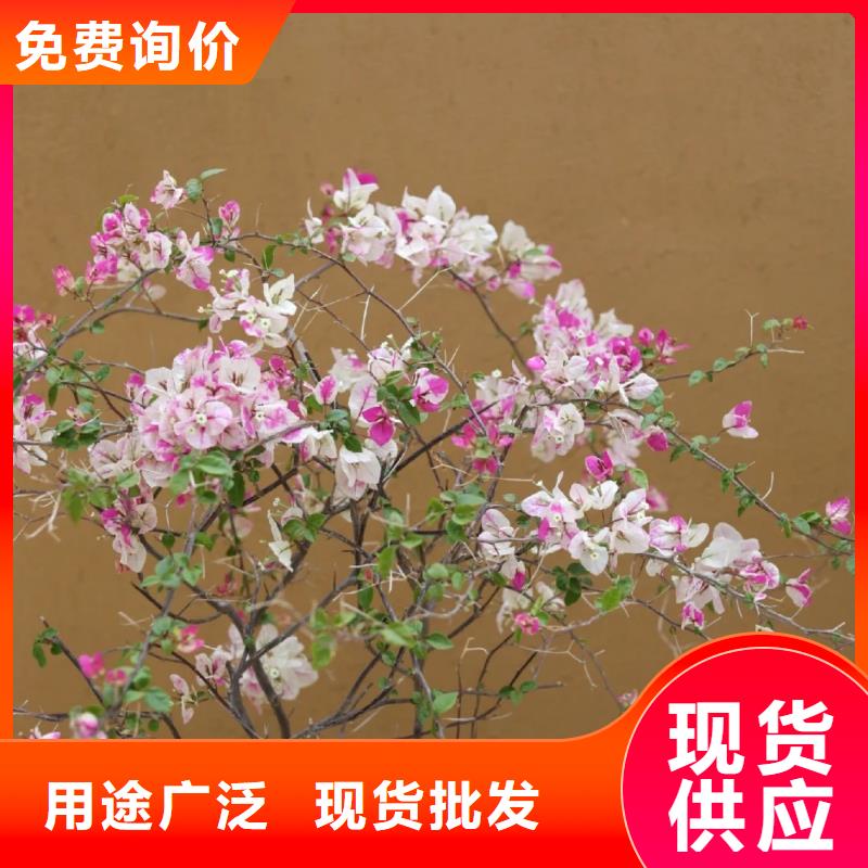 稻草漆批发