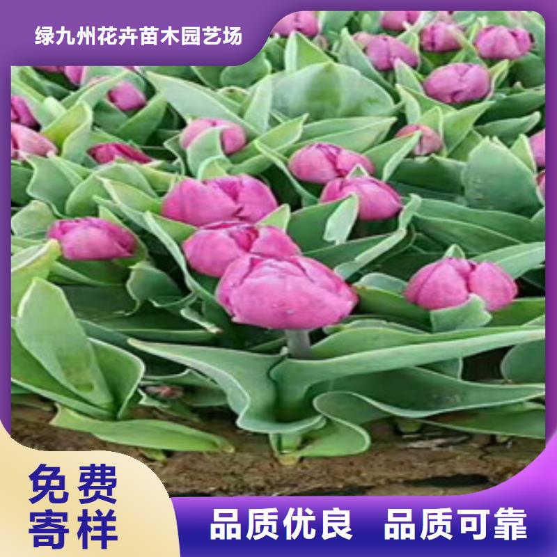 时令草花【鲁冰花/粉黛乱子草】质量看得见