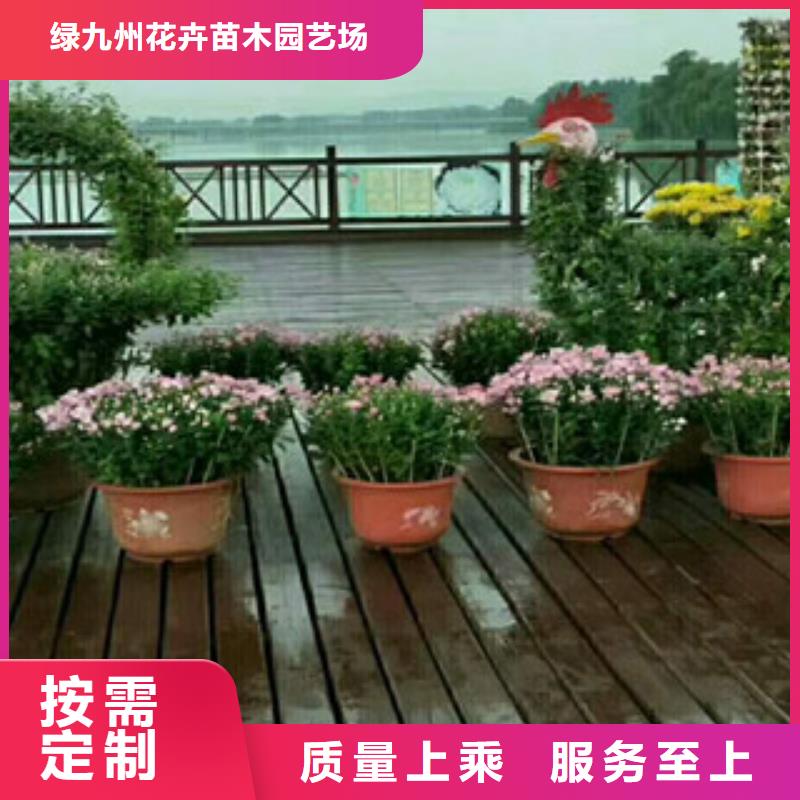 时令草花观赏草/蒲苇狼尾草经验丰富品质可靠