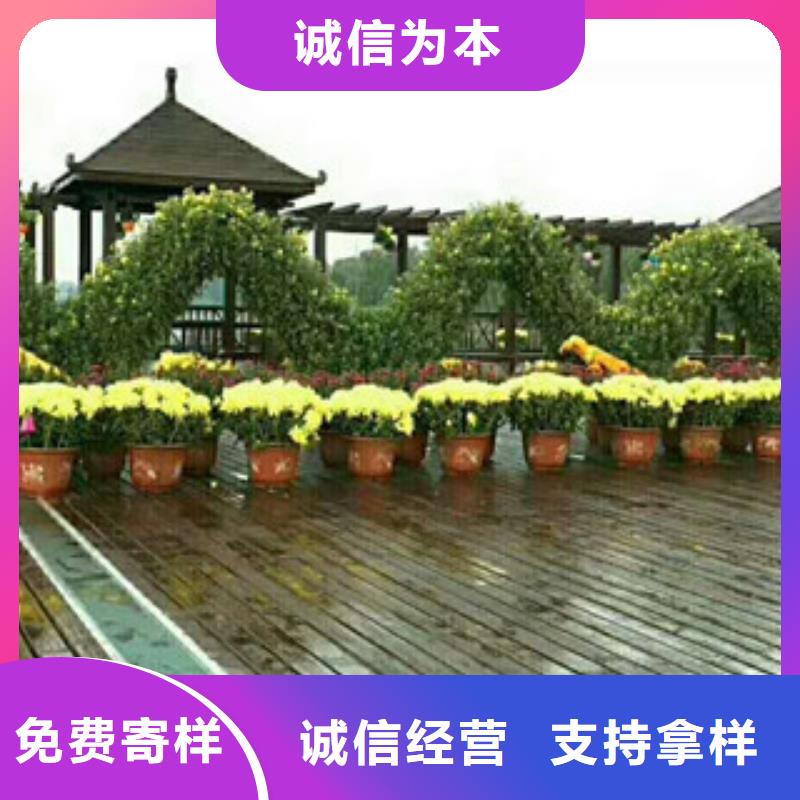 【时令草花】_宿根花卉基地厂家直销安全放心