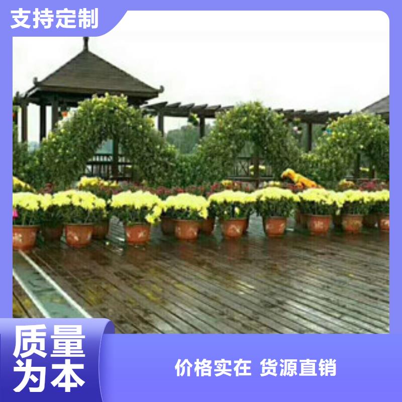 【时令草花五一国庆草花批发现货充足量大优惠】