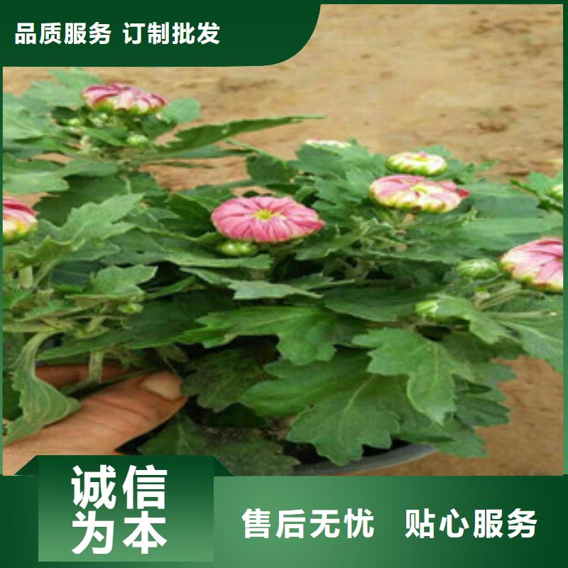 时令草花-耐寒耐旱草花基地价格低