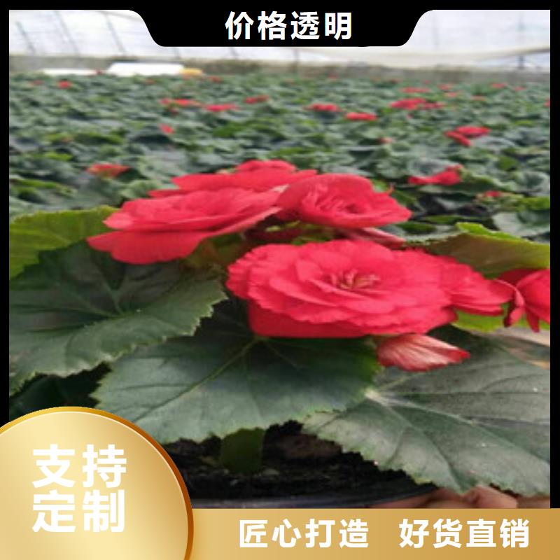 时令草花五一国庆草花批发现货满足大量采购