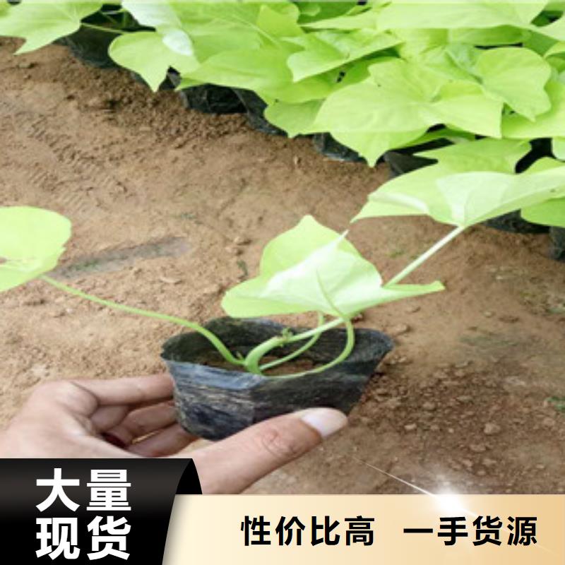 时令草花花海景观工程实力公司