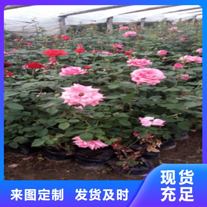 时令草花花海景观工程实力公司