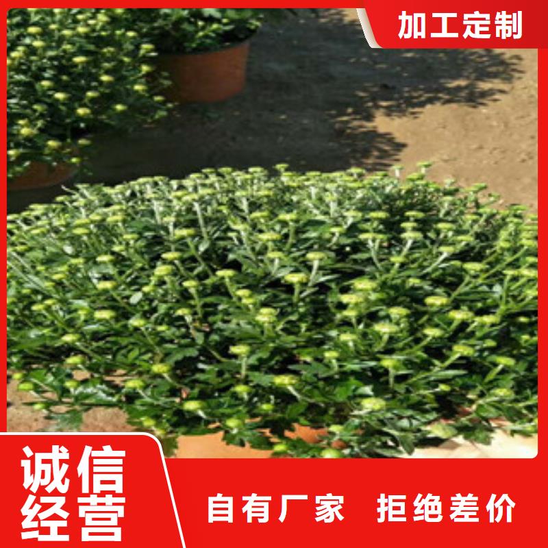 时令草花花海景观工程实力公司