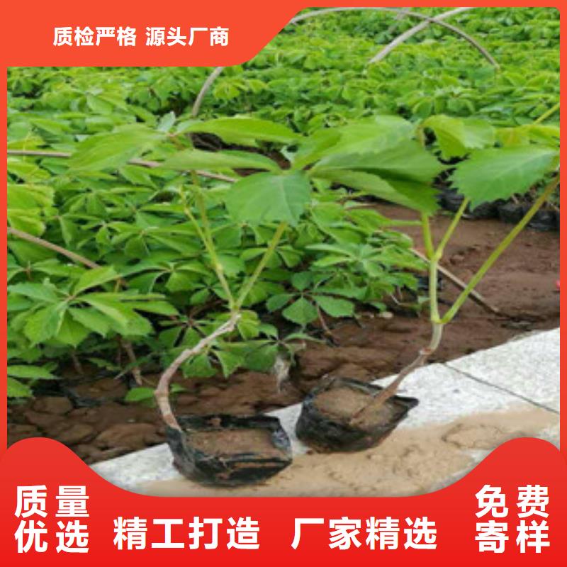 宿根花卉_耐寒耐旱草花基地精心选材
