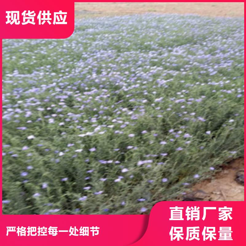 宿根花卉观赏草/蒲苇狼尾草热销产品