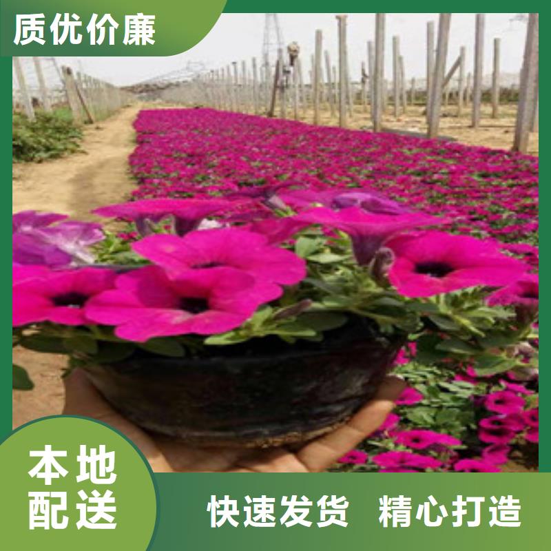 【宿根花卉宿根花卉基地实时报价】