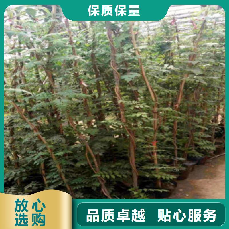 宿根花卉观赏草/蒲苇狼尾草安装简单