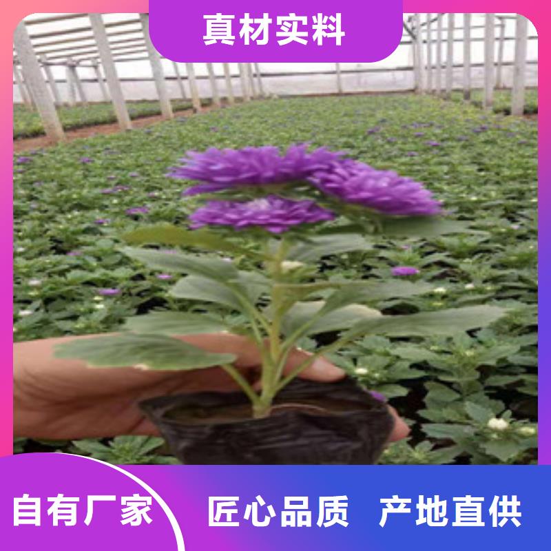 宿根花卉水生植物/荷花睡莲生产厂家