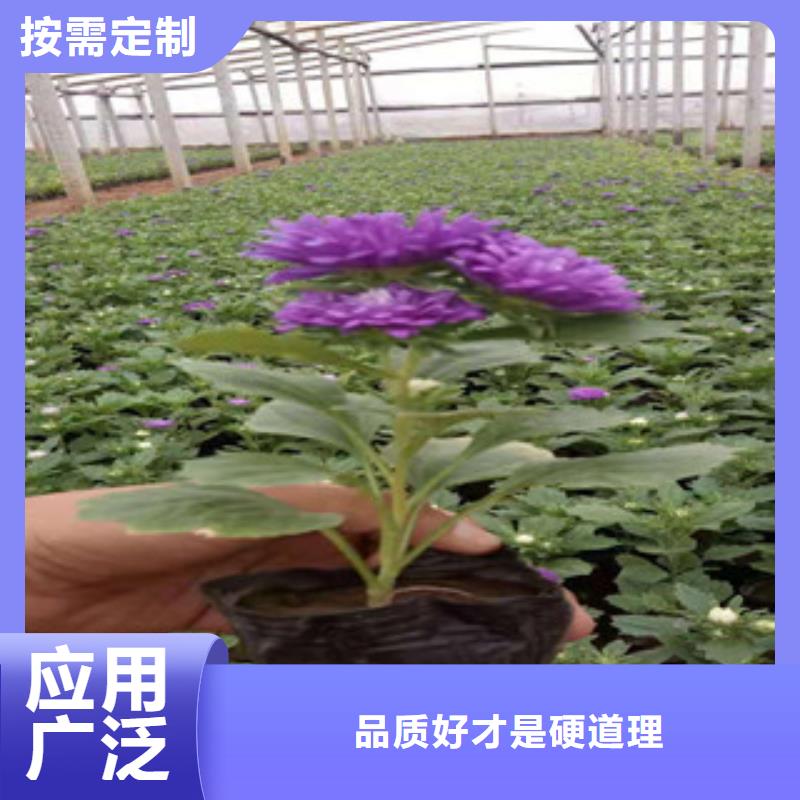 【宿根花卉_宿根花卉基地质量好】