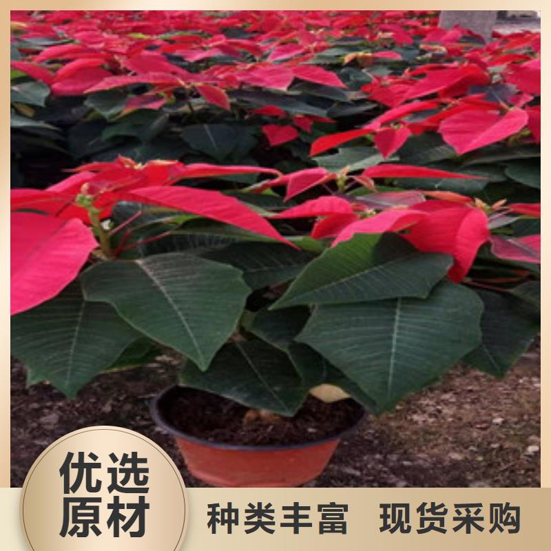 宿根花卉,耐寒耐旱草花基地用心做产品