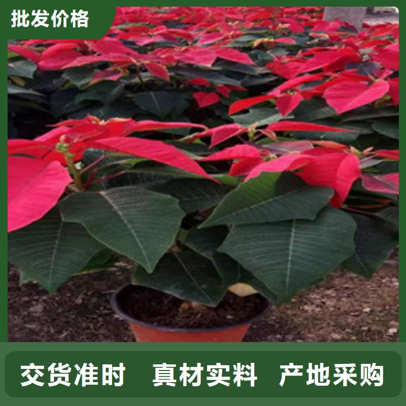 宿根花卉-柳叶马鞭草/薰衣草种类丰富