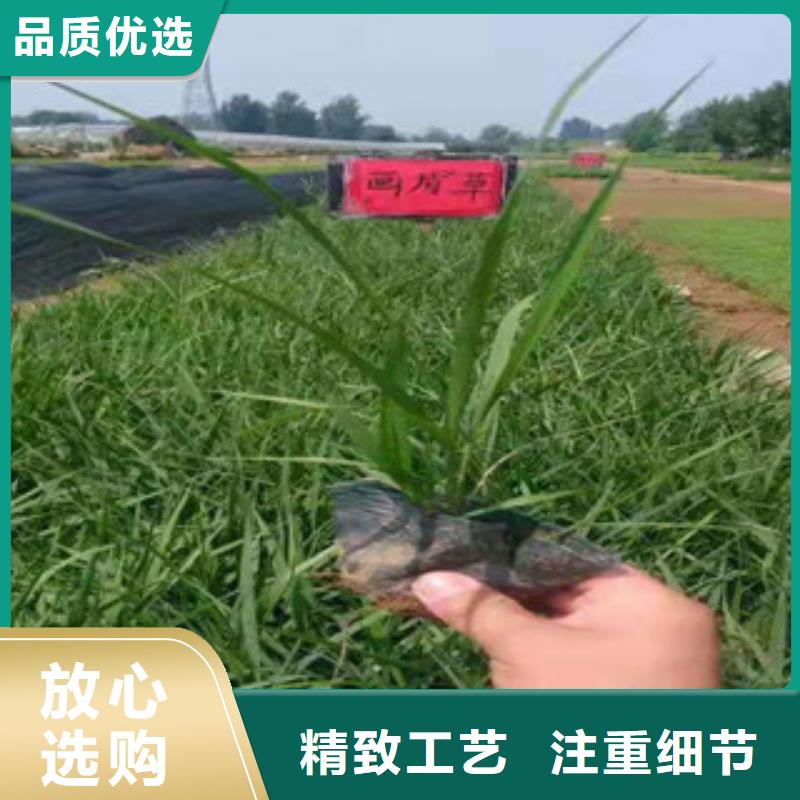 【宿根花卉观赏草/蒲苇狼尾草专业生产团队】