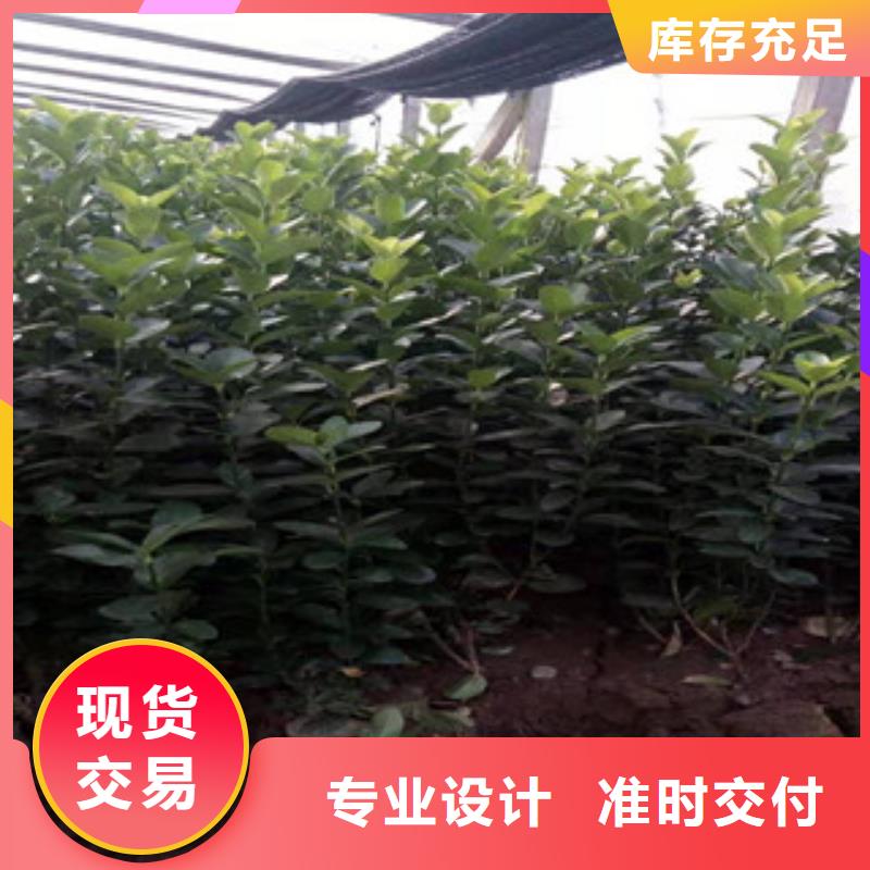 宿根花卉水生植物/荷花睡莲实体厂家支持定制