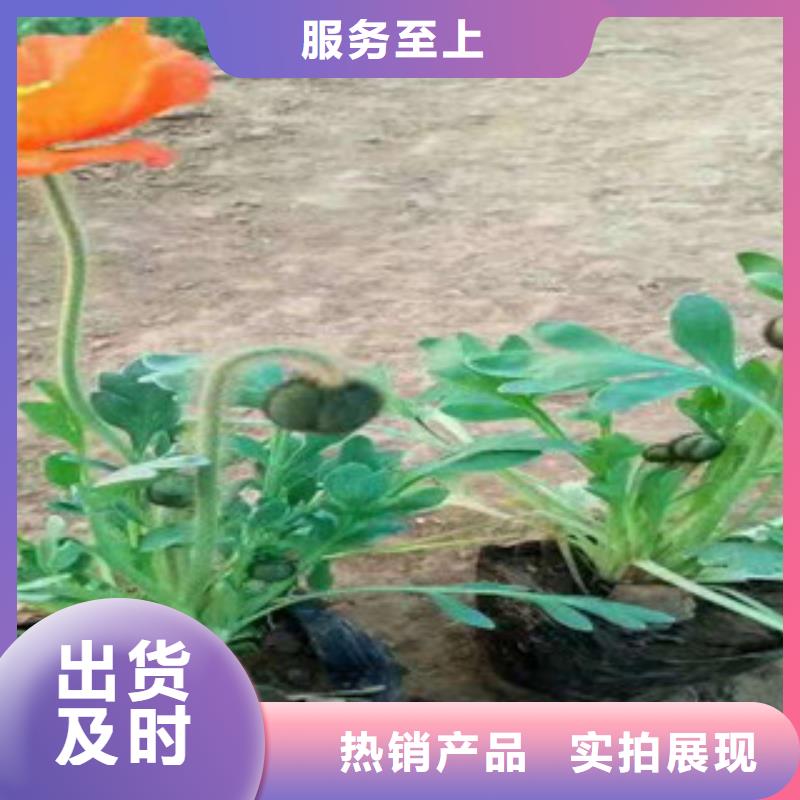 宿根花卉宿根花卉基地工艺精细质保长久