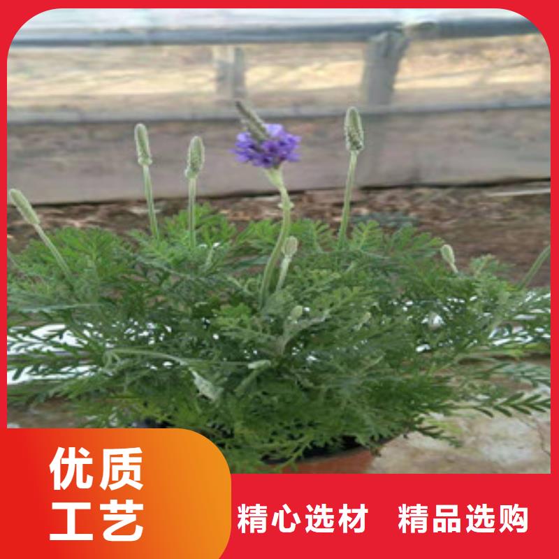 宿根花卉观赏草/蒲苇狼尾草热销产品