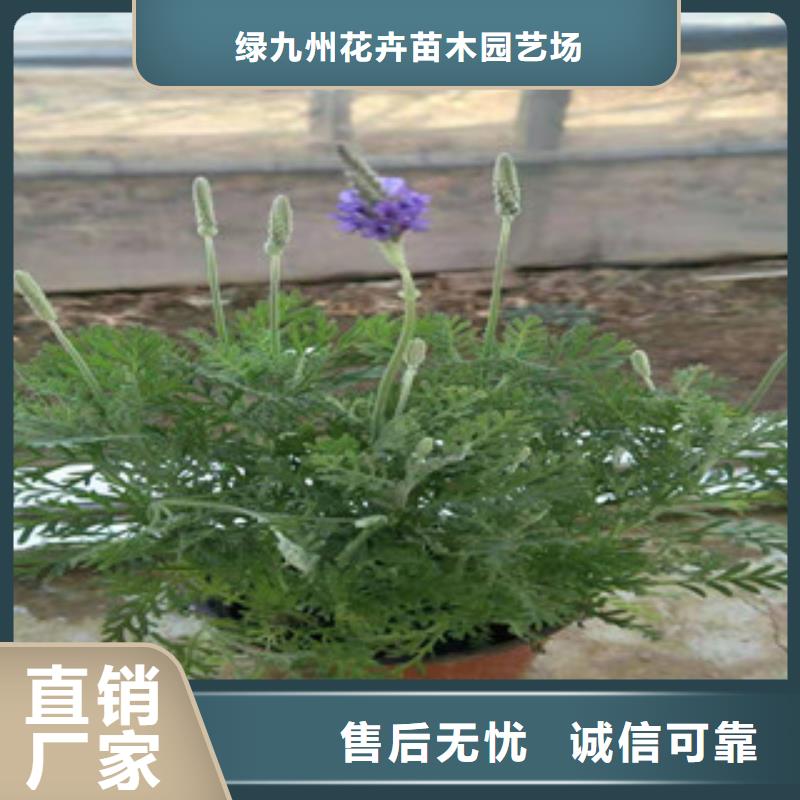 宿根花卉花海景观工程匠心打造