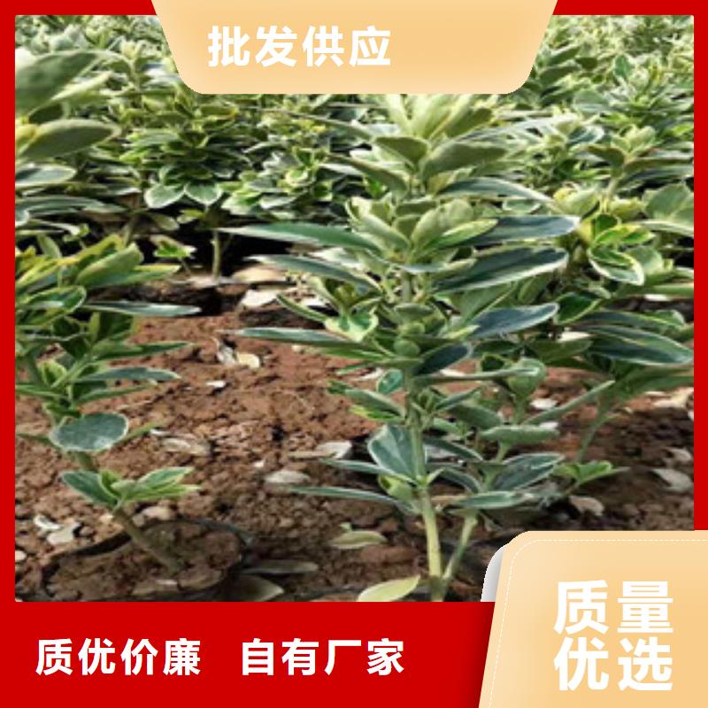 宿根花卉_【水生植物/荷花睡莲】好产品好服务