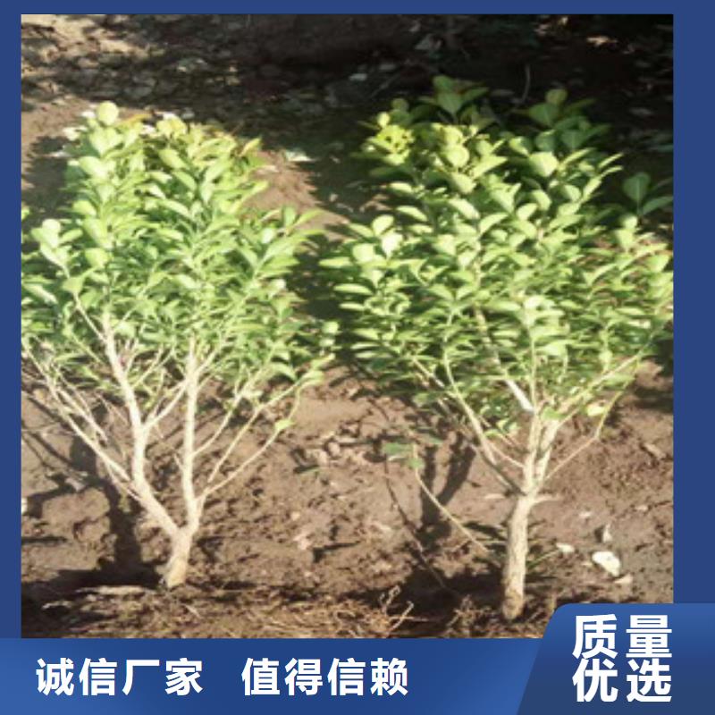 宿根花卉_【水生植物/荷花睡莲】好产品好服务